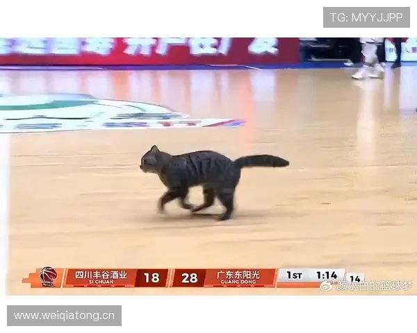 广东大胜送四川17连败胡明轩奎因